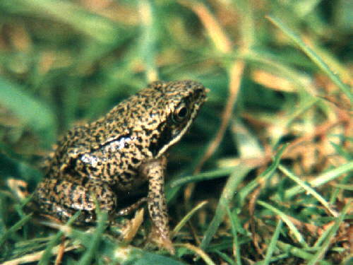 zur�ck zur Auswahl -Lurche-