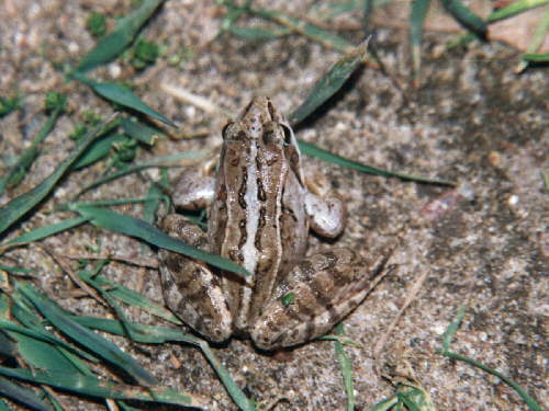 zur�ck zur Auswahl -Lurche-