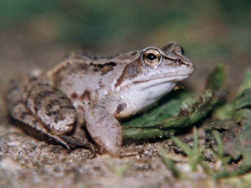 zur�ck zur Auswahl -Lurche-