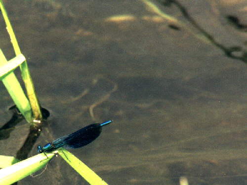 zur�ck zur Auswahl -Libellen-