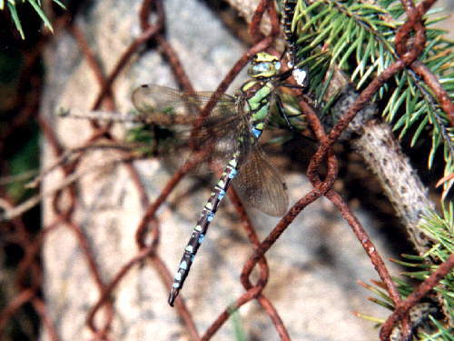 zur�ck zur Auswahl -Libellen-