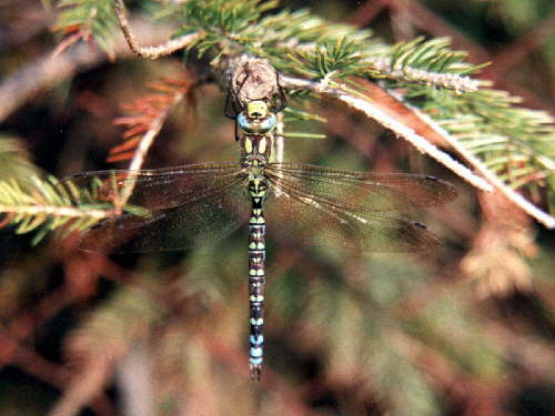 zur�ck zur Auswahl -Libellen-