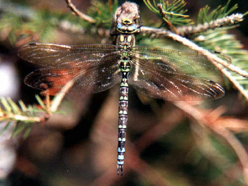 zur�ck zur Auswahl -Libellen-