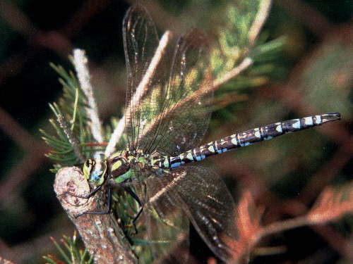 zur�ck zur Auswahl -Libellen-