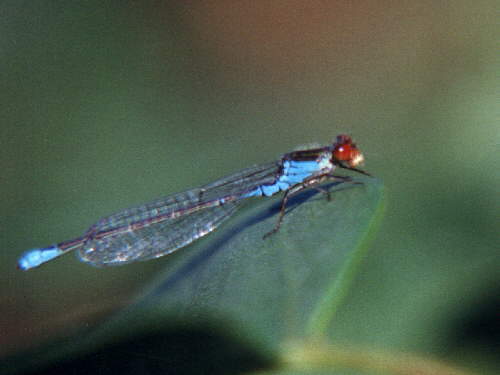 zur�ck zur Auswahl -Libellen-