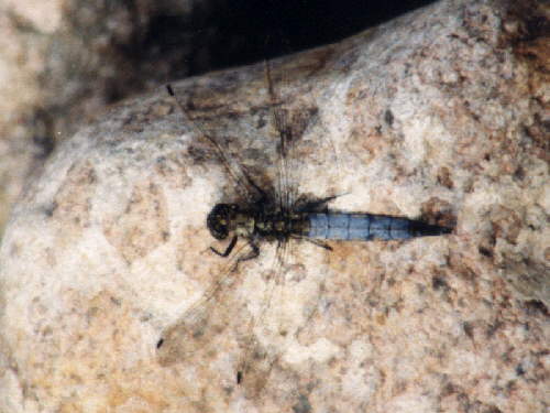 zur�ck zur Auswahl -Libellen-