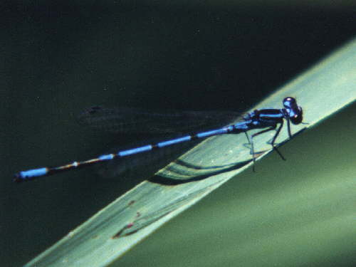 zur�ck zur Auswahl -Libellen-