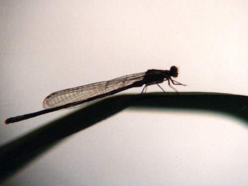 zur�ck zur Auswahl -Libellen-