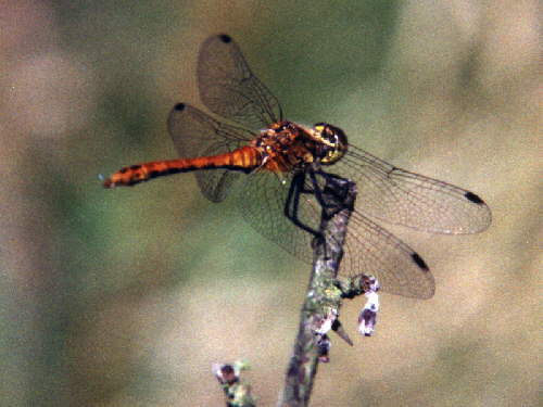 zur�ck zur Auswahl -Libellen-