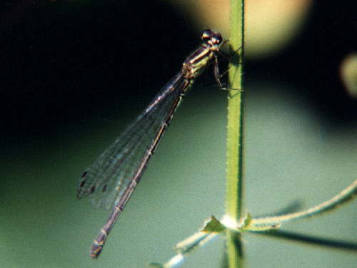 zur�ck zur Auswahl -Libellen-