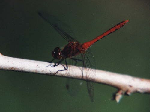 zur�ck zur Auswahl -Libellen-