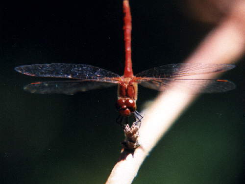 zur�ck zur Auswahl -Libellen-