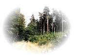 Wald