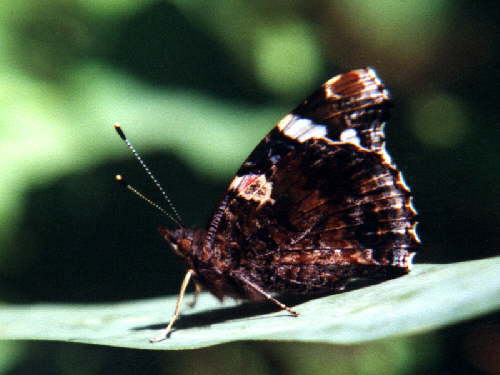 zur�ck zur Auswahl -Tagfalter-