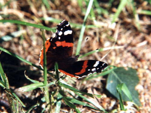 zur�ck zur Auswahl -Tagfalter-