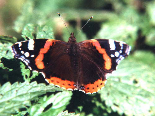 zur�ck zur Auswahl -Tagfalter-