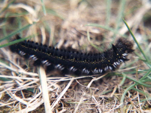 zur�ck zur Auswahl -Raupen-