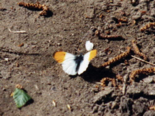 zur�ck zur Auswahl -Tagfalter-