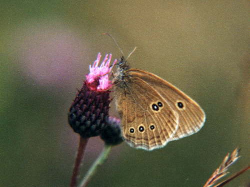 zur�ck zur Auswahl -Tagfalter-