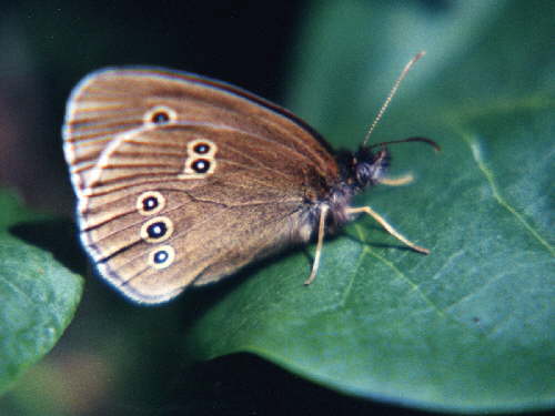 zur�ck zur Auswahl -Tagfalter-