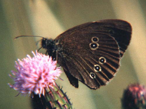 zur�ck zur Auswahl -Tagfalter-