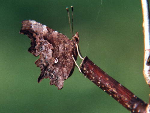 zur�ck zur Auswahl -Tagfalter-