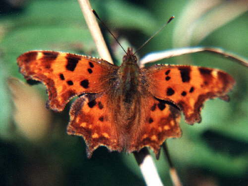 zur�ck zur Auswahl -Tagfalter-