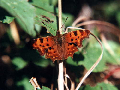 zur�ck zur Auswahl -Tagfalter-