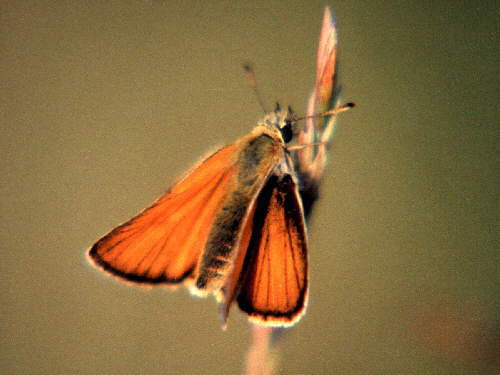 zur�ck zur Auswahl -Tagfalter-