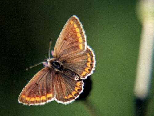 zur�ck zur Auswahl -K�fer-