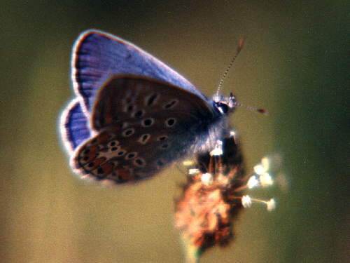 zur�ck zur Auswahl -Tagfalter-