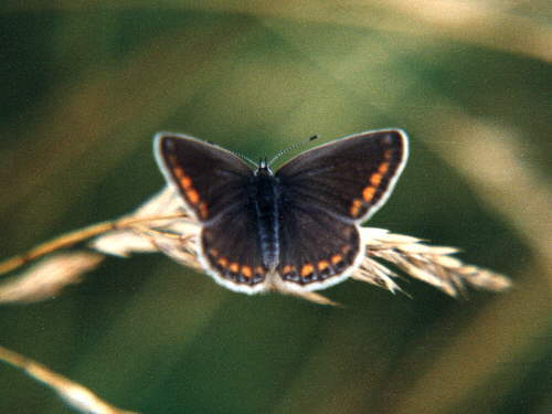 zur�ck zur Auswahl -Tagfalter-