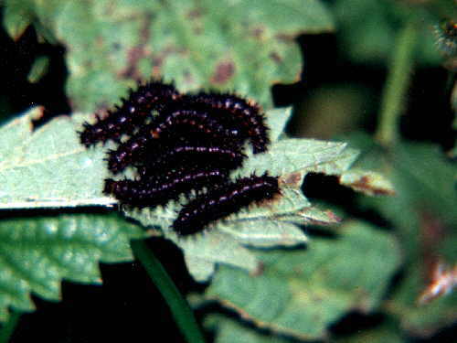 zur�ck zur Auswahl -Raupen-