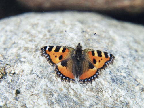 zur�ck zur Auswahl -Tagfalter-