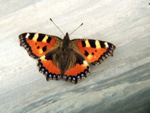 zur�ck zur Auswahl -Tagfalter-