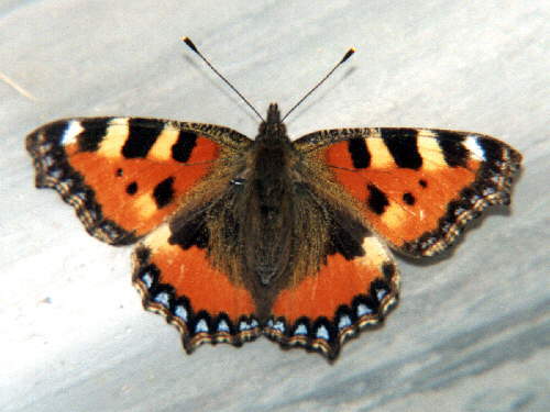 zur�ck zur Auswahl -Tagfalter-