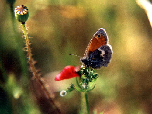 zur�ck zur Auswahl -Tagfalter-