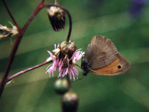 zur�ck zur Auswahl -Tagfalter-