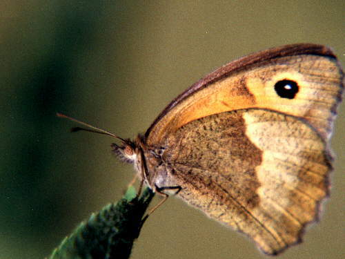 zur�ck zur Auswahl -Tagfalter-