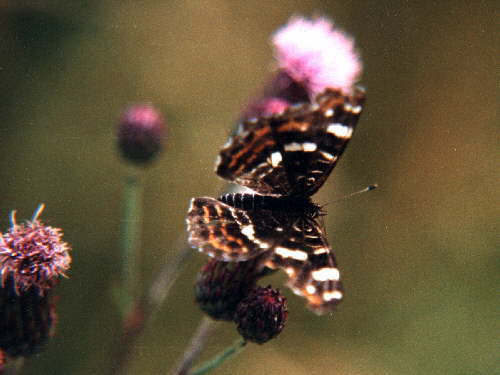 zur�ck zur Auswahl -Tagfalter-