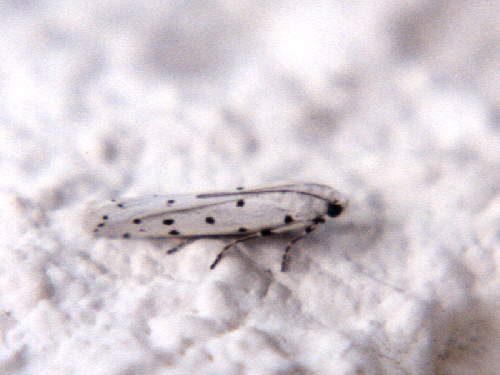 zur�ck zur Auswahl -Nachtfalter-