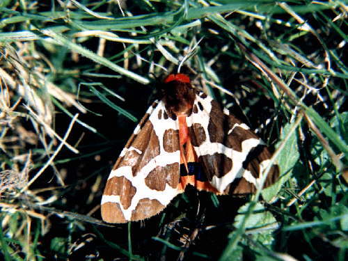 zur�ck zur Auswahl -Nachtfalter-