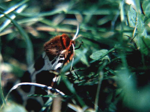 zur�ck zur Auswahl -Nachtfalter-