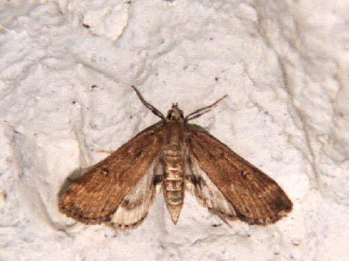 zur�ck zur Auswahl -Nachtfalter-