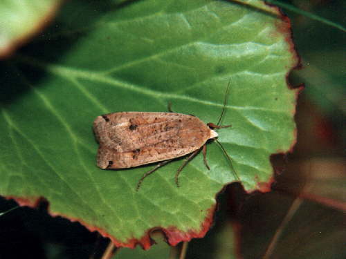 zur�ck zur Auswahl -Nachtfalter-