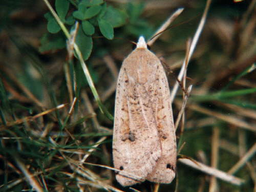 zur�ck zur Auswahl -Nachtfalter-