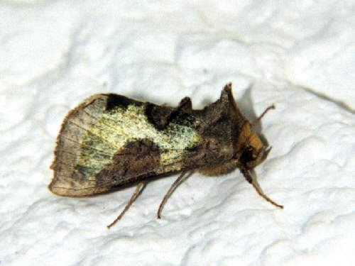 zur�ck zur Auswahl -Nachtfalter-