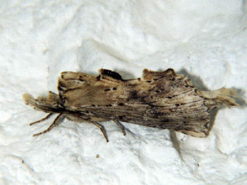 zur�ck zur Auswahl -Nachtfalter-