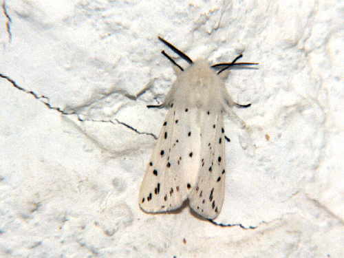 zur�ck zur Auswahl -Nachtfalter-