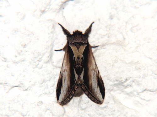 zur�ck zur Auswahl -Nachtfalter-